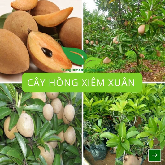 Cây Hồng Xiêm Xuân