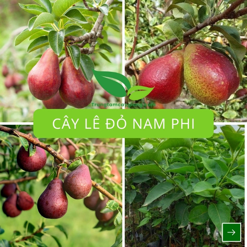 Cây Lê Đỏ Nam Phi