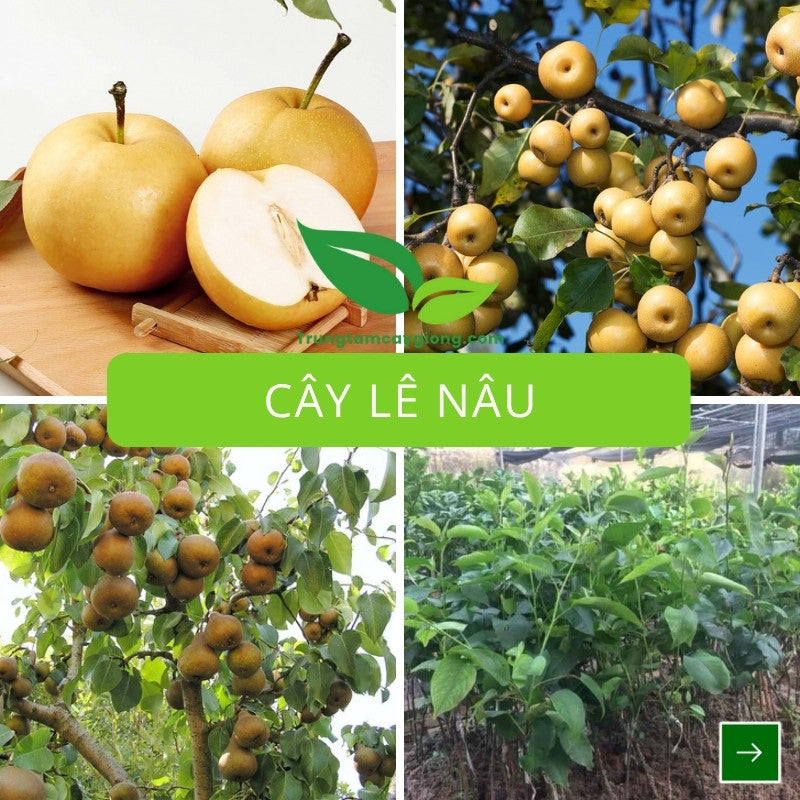 Cây Lê Nâu