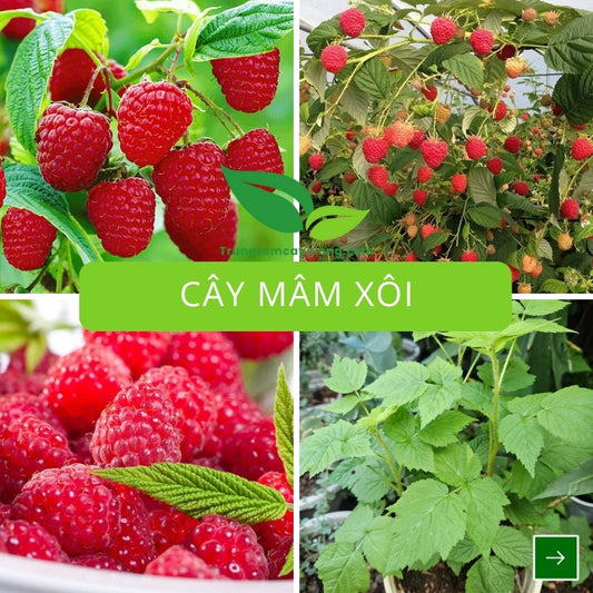 Cây Mâm Xôi