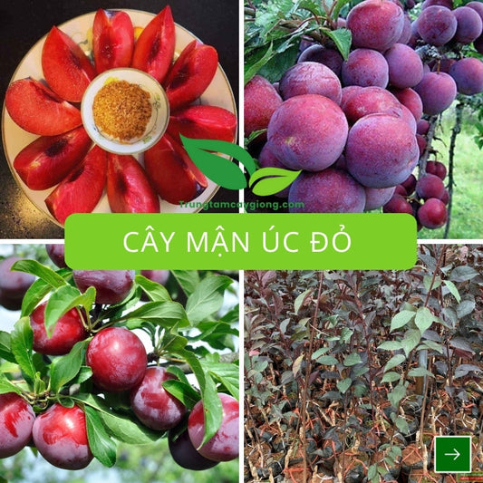 Cây Mận Úc Đỏ
