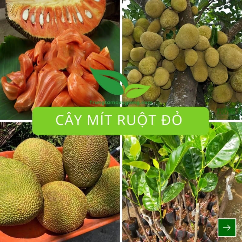 Cây Mít Ruột Đỏ
