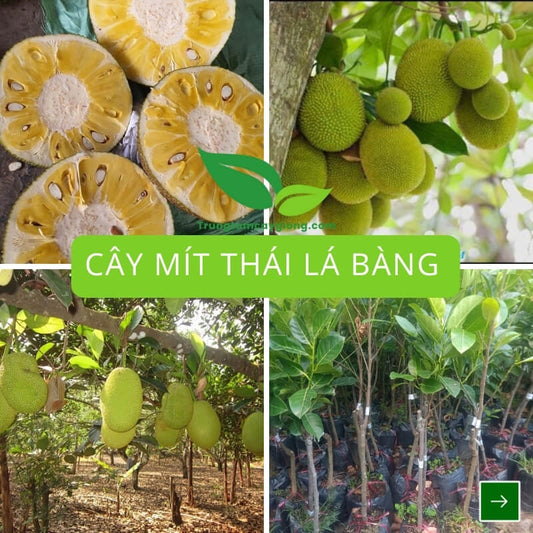 Cây Mít Thái Lá Bàng