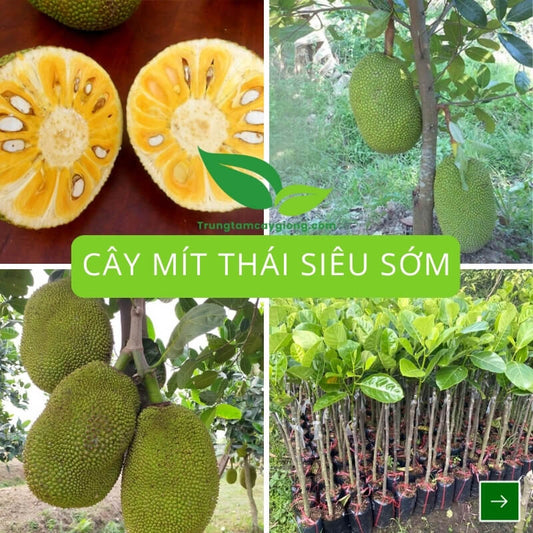 Cây Mít Thái Siêu Sớm