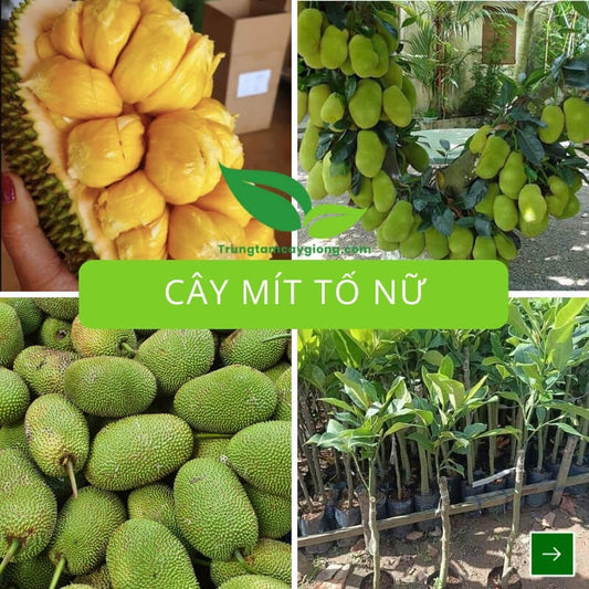 Cây Mít Tố Nữ