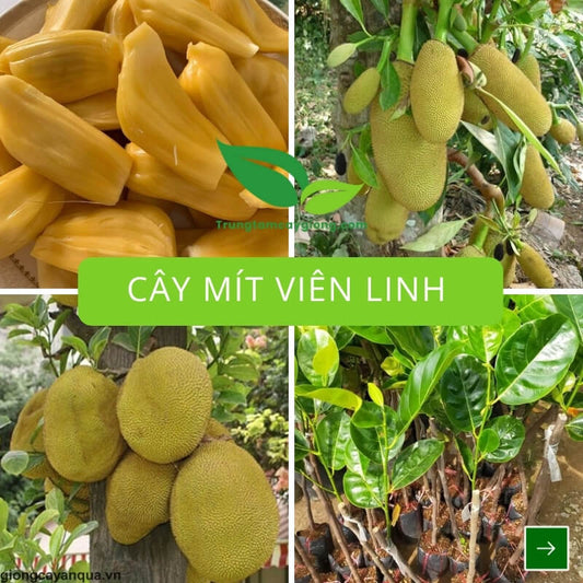 Cây Mít Viên Linh