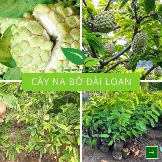 Cây Na Bở (Đài Loan)