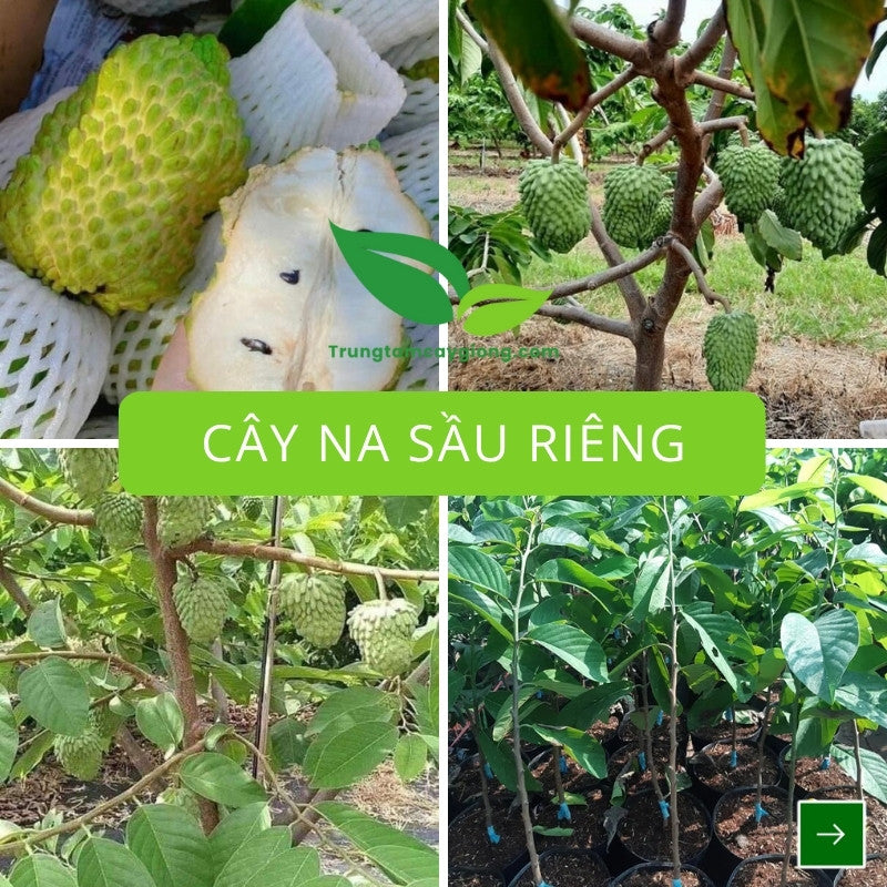 Cây Na Sầu Riêng