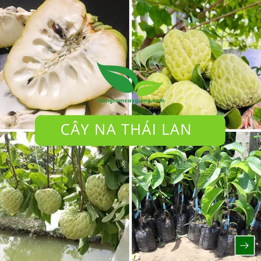 Cây Na Thái Lan