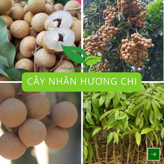 Cây Nhãn Hương Chi