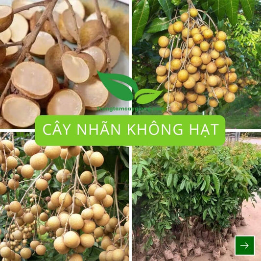 Cây Nhãn Không Hạt