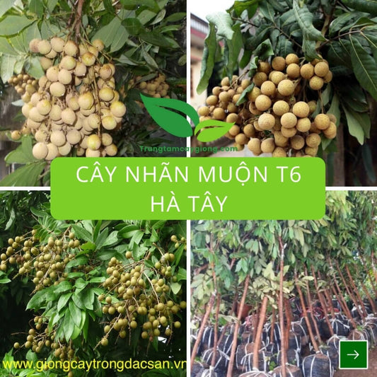 Cây Nhãn Muộn T6 Hà Tây