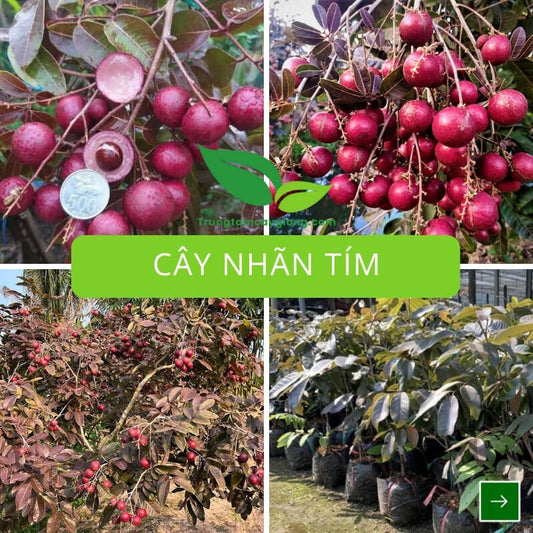 Cây Nhãn Tím