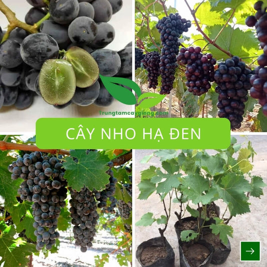 Cây Nho Hạ Đen