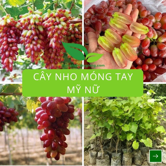 Cây Nho Móng Tay Mỹ Nữ