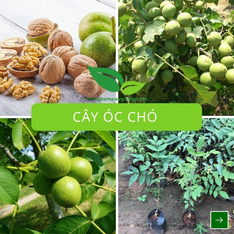 Cây Óc Chó