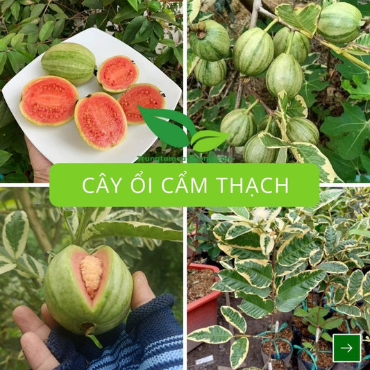 Cây Ổi Cẩm Thạch