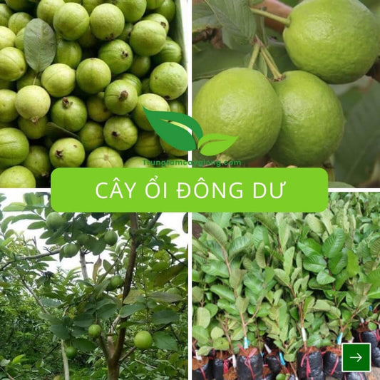 Cây Ổi Đông Dư