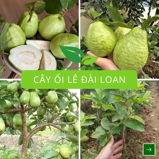 Cây Ổi Lê Đài Loan