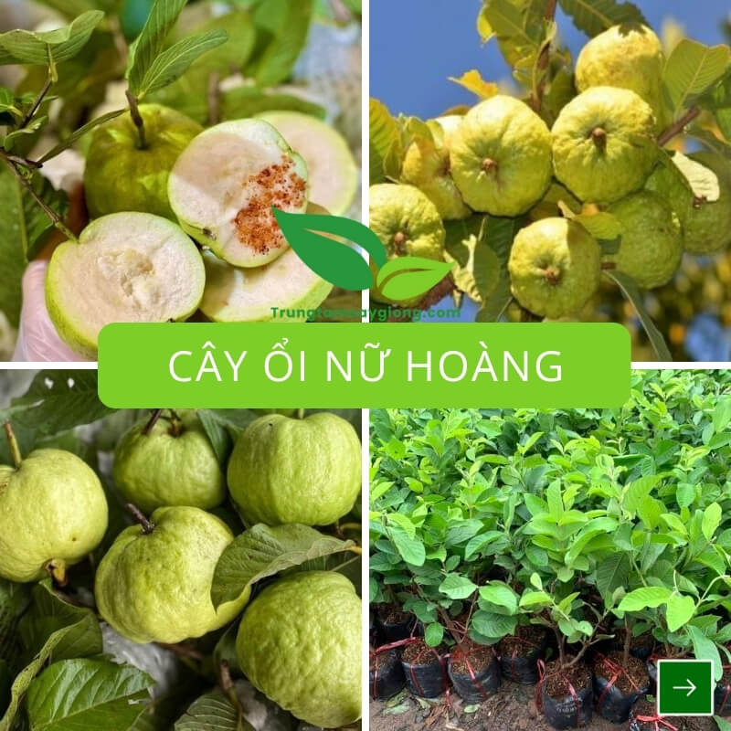 Cây Ổi Nữ Hoàng