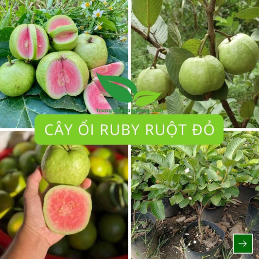 Cây Ổi Ruby Ruột Đỏ