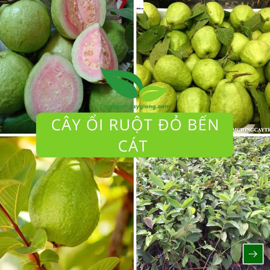 Cây Ổi Ruột Đỏ Bến Cát