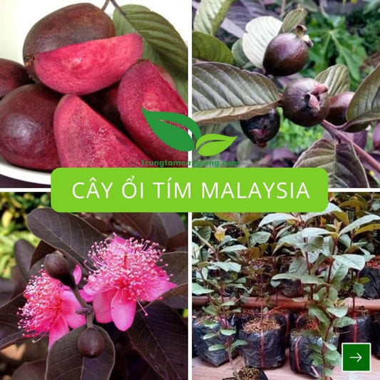 Cây Ổi Tím Malaysia