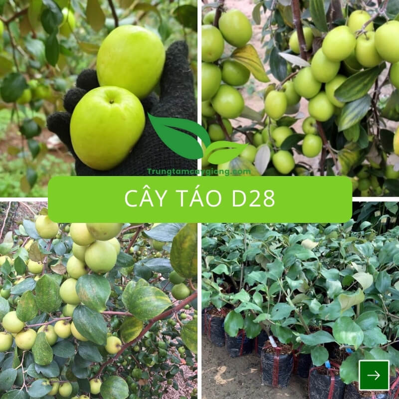 Cây Táo D28
