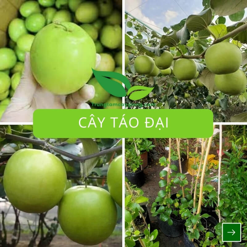 Cây Táo Đại