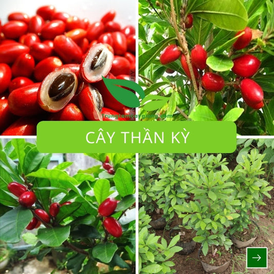 Cây Thần Kỳ