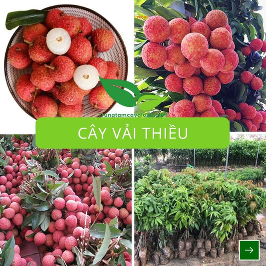 Cây Vải Thiều