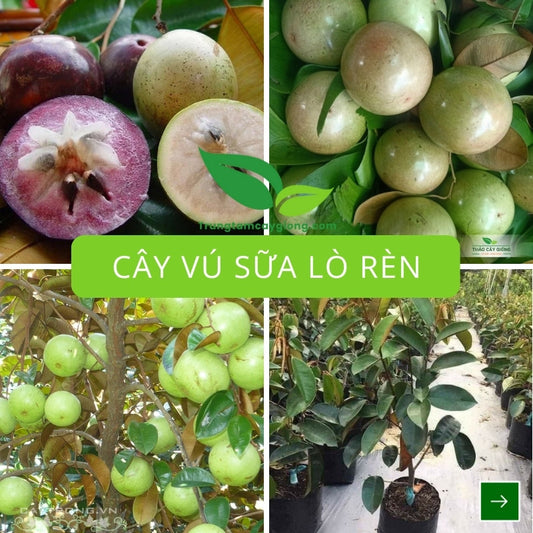 Cây Vú Sữa Lò Rèn