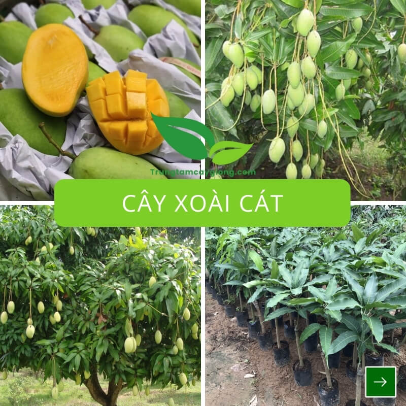 Cây Xoài Cát