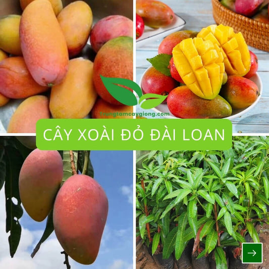 Cây Xoài Đỏ Đài Loan