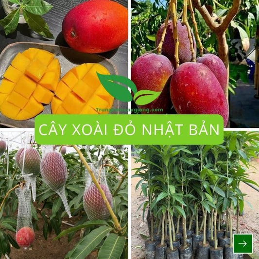 Cây Xoài Đỏ Nhật Bản