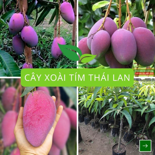 Cây Xoài Tìm Thái Lan